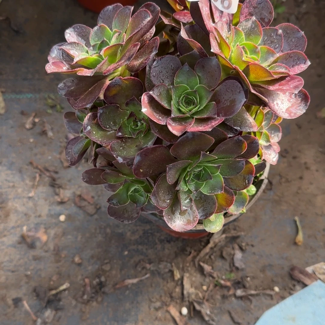 魅金606满20包邮断枝不包