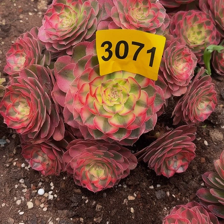 多肉植物福利来3071