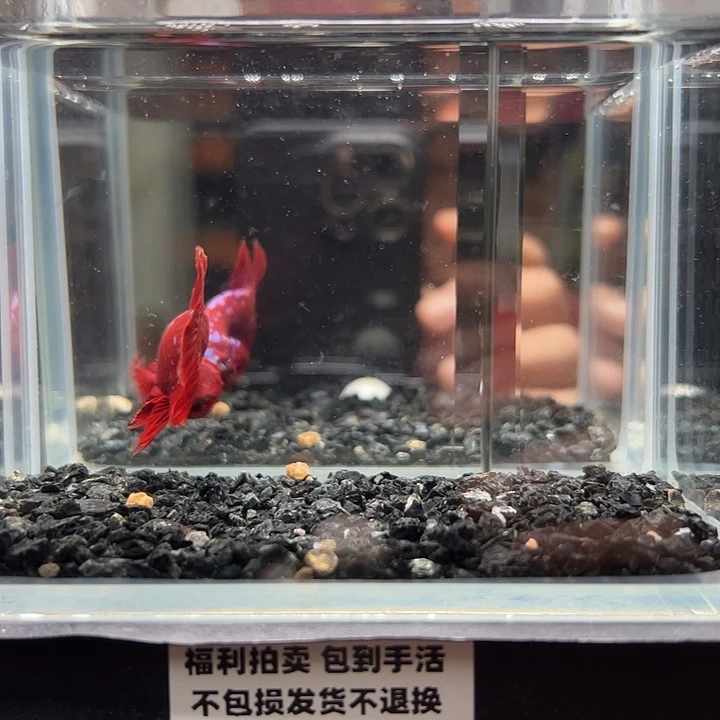 斗鱼一单包邮14日39