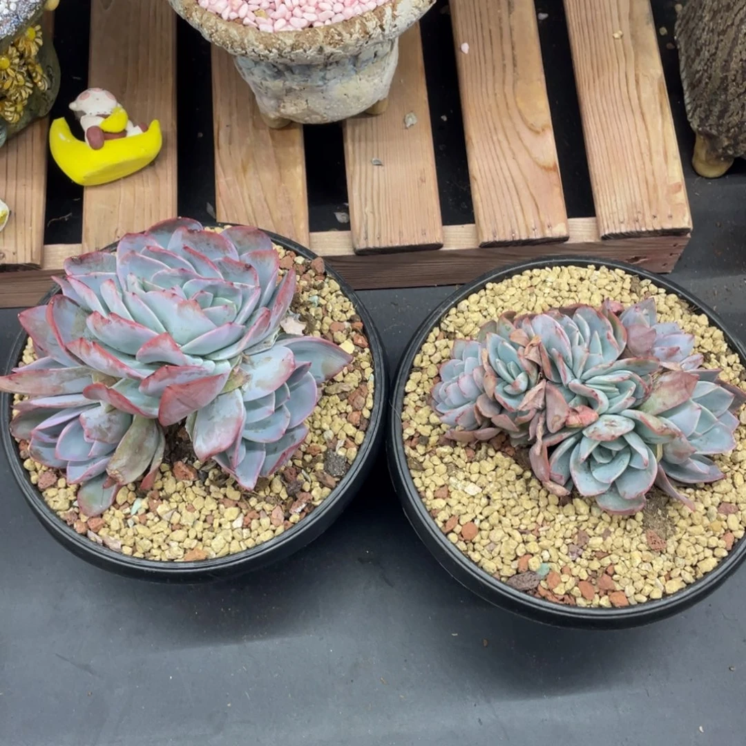 布鲁蓝缀化两个实生