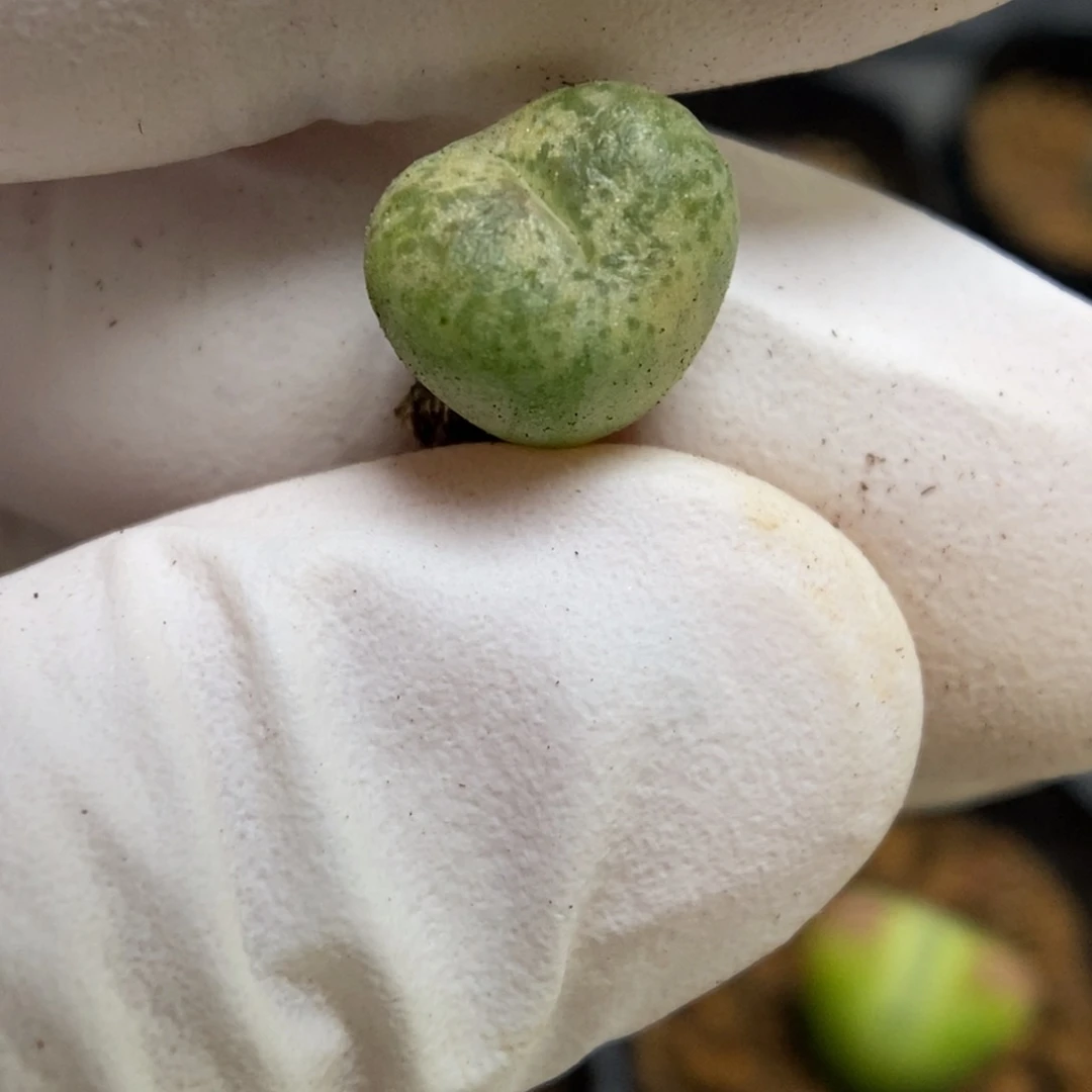 多肉植物肉锥杂交K-4886