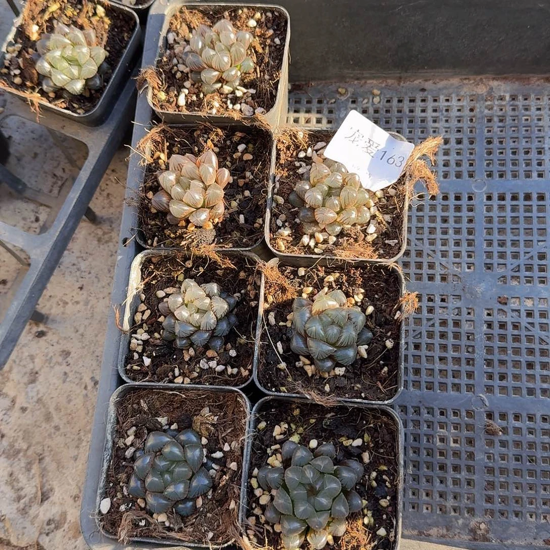 直播一物一拍福利163