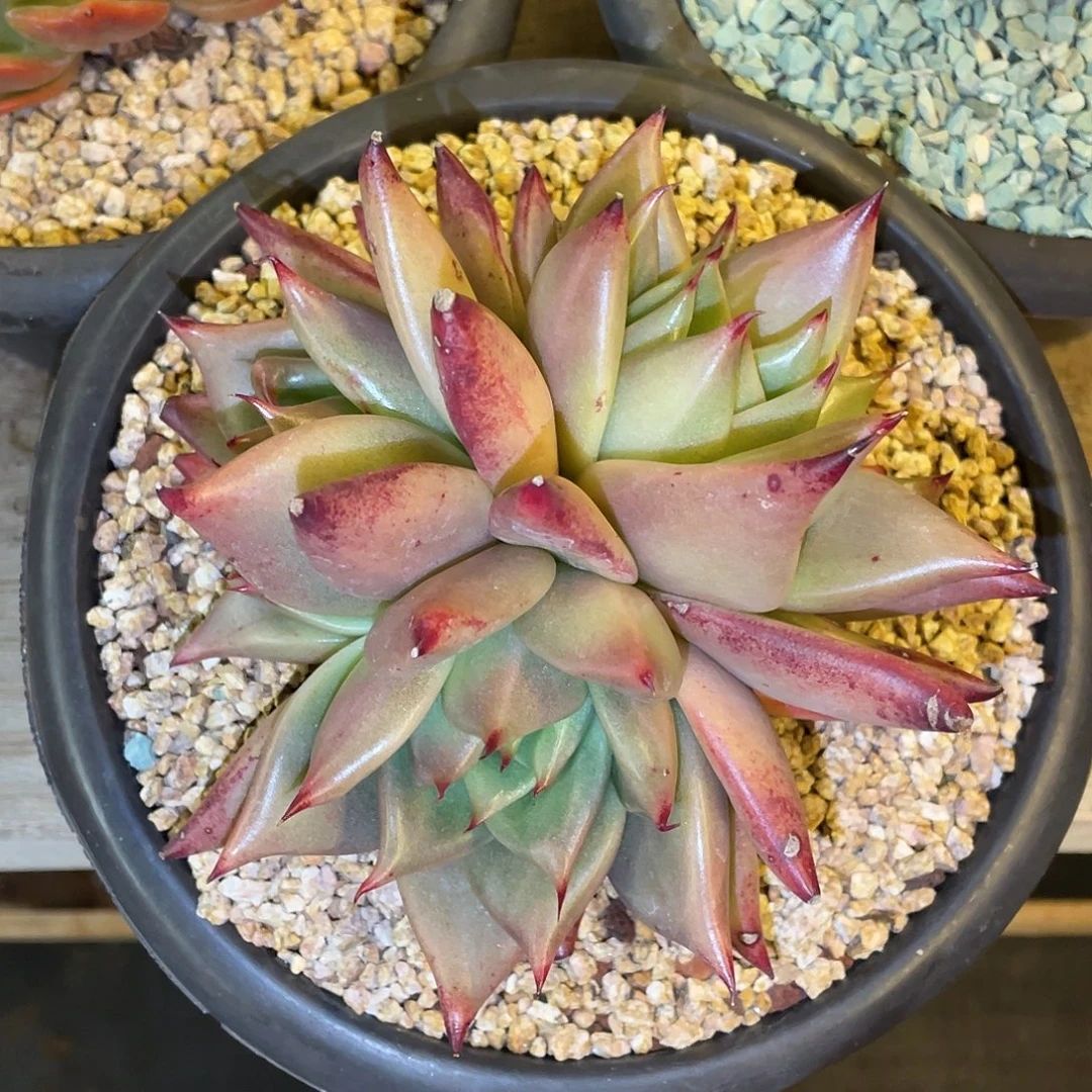 多肉植物一物一拍