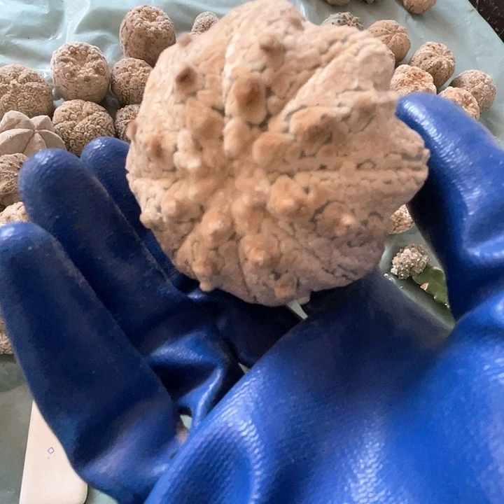 完全开放兜兜兜1