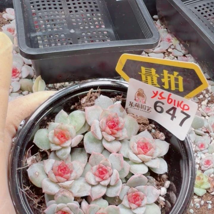 多肉植物多肉植物