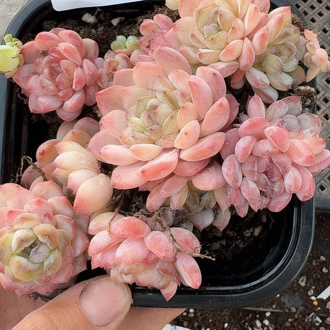 杂交新品珍妮多肉1452