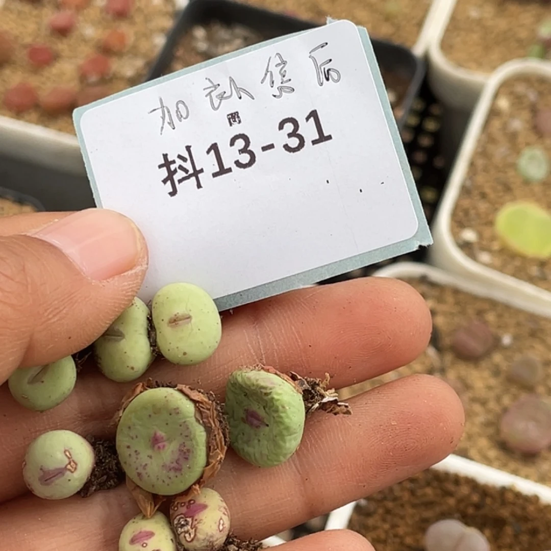 5**913-31肉锥多肉植物