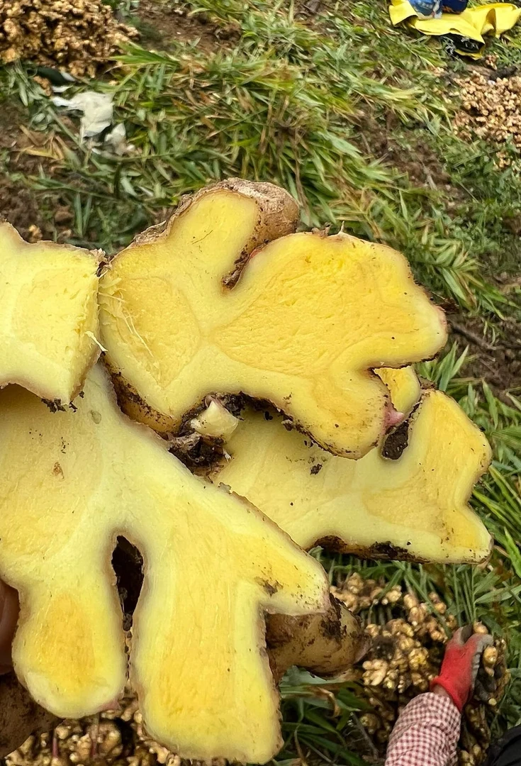 正宗云南高山小黄姜现挖老姜月子姜整箱包邮产地直发