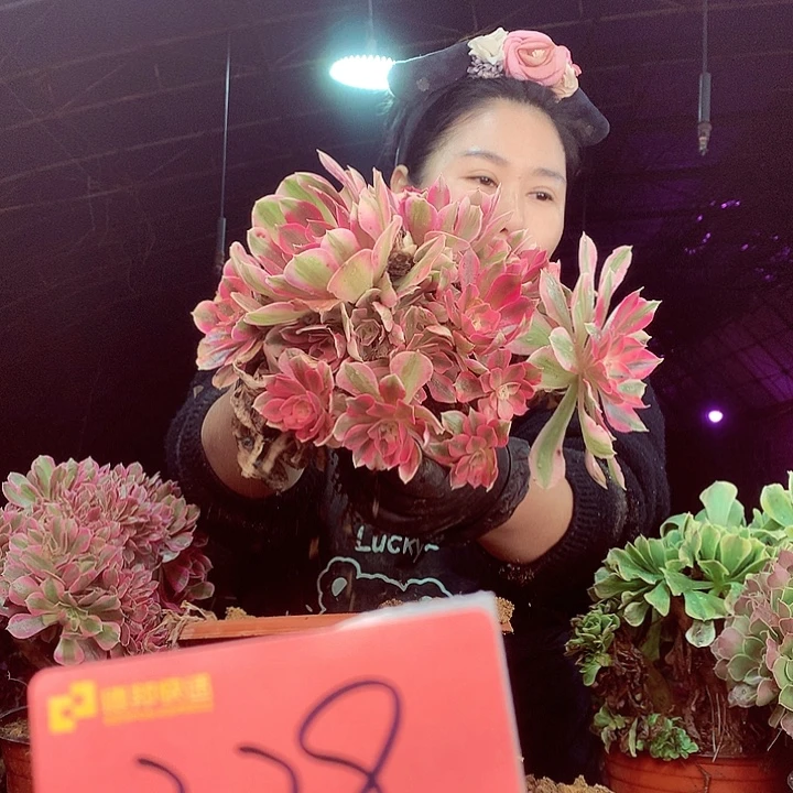 柒柒精品多肉脱土发货不包断侧枝不包售后329