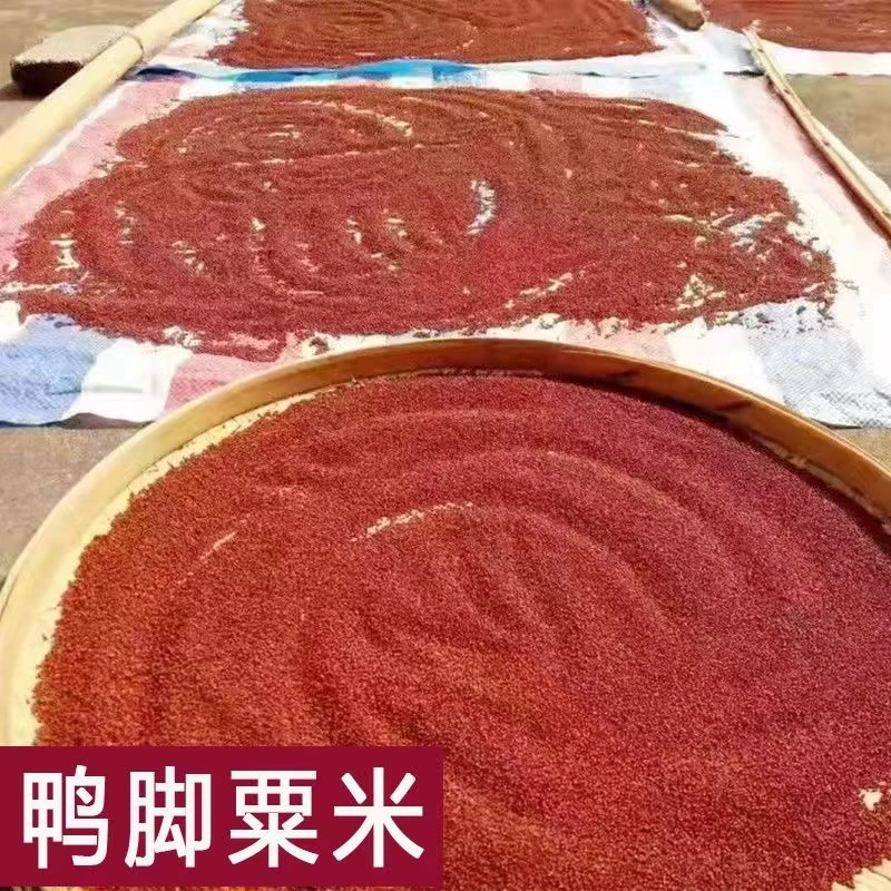 广西岑溪粟米打粉发货   粟米粉 500克包邮