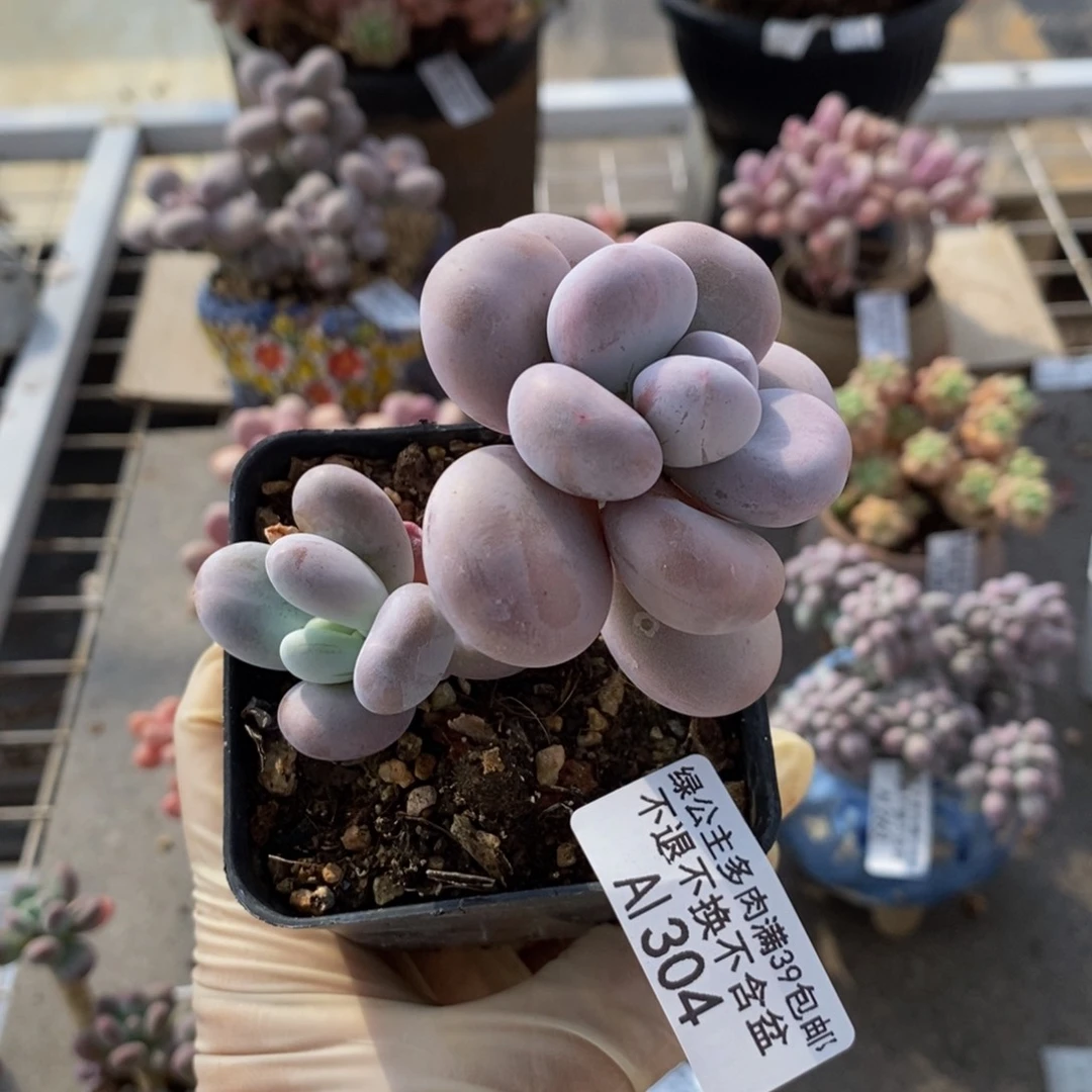 水光针304/6c m的肉