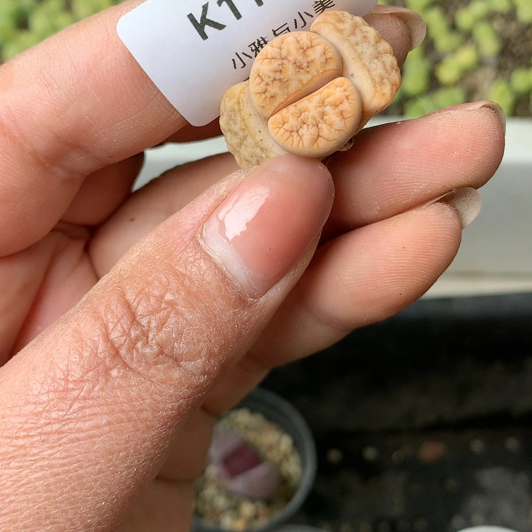 K111多肉植物保护