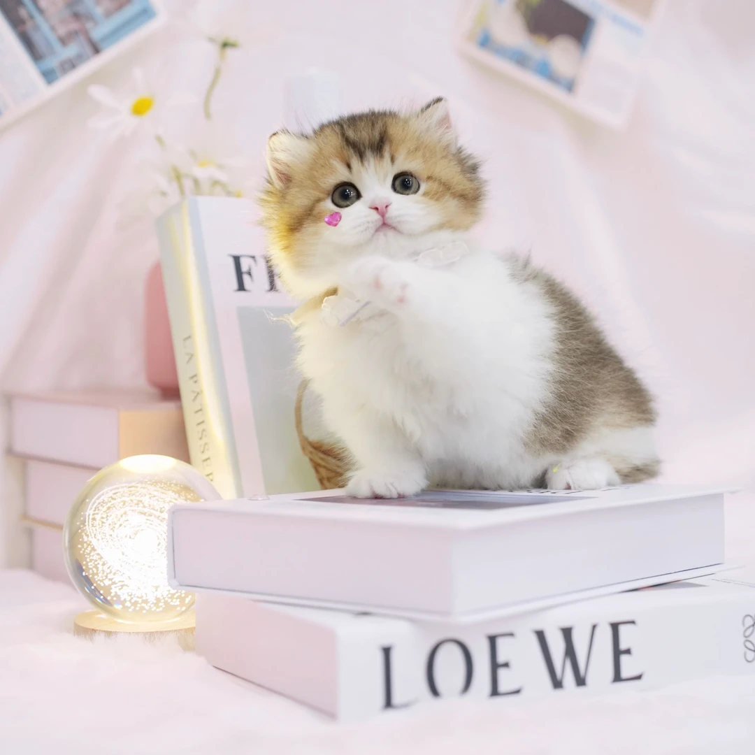 一菲家一菲家喵骑士金渐层金加白活体宠物猫咪猫崽