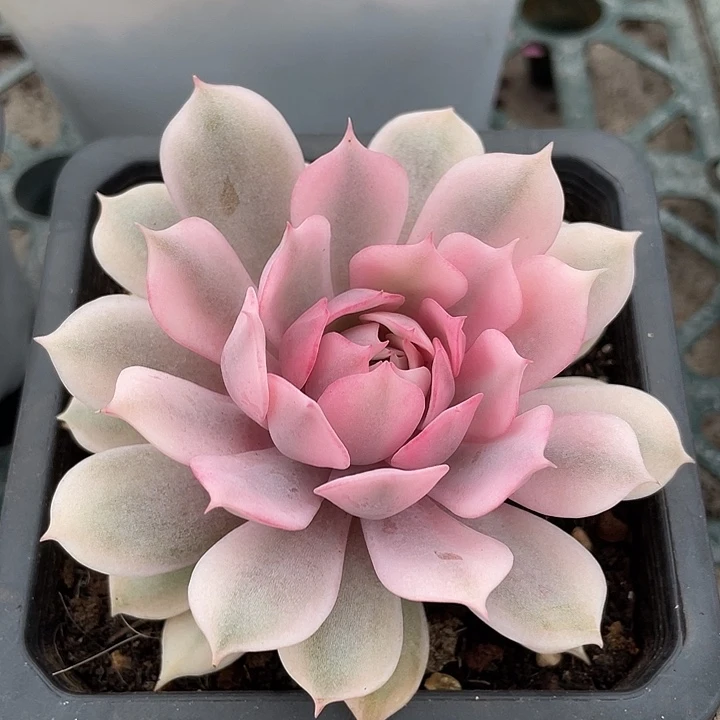 粉蝶锦一物一拍锦龙