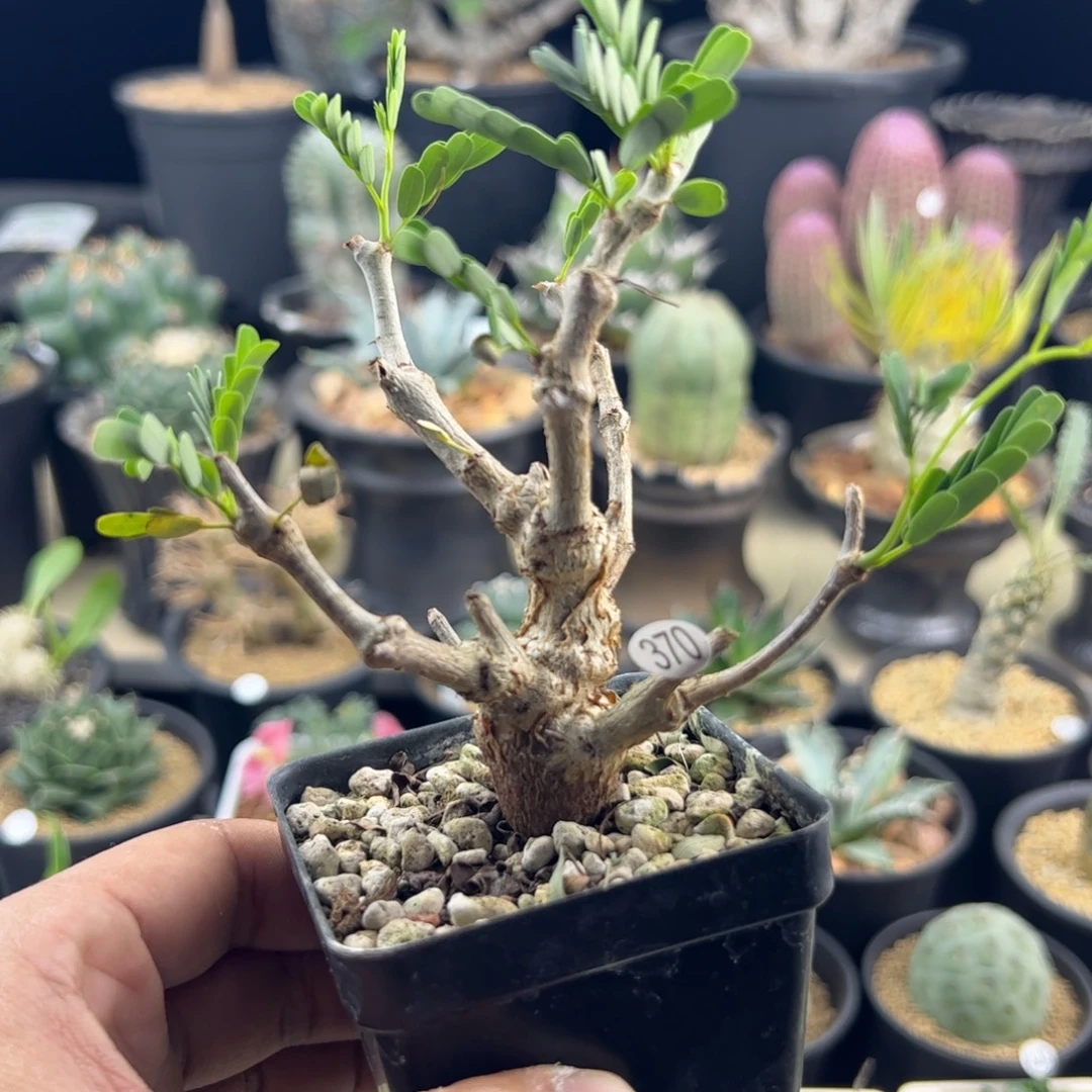 沙漠苏木实生一物一拍