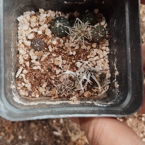 2490仙人球小苗处理