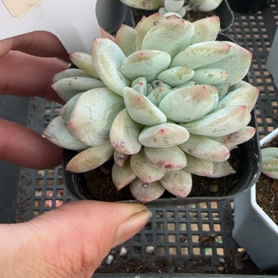 39橙子缀一物一拍多肉