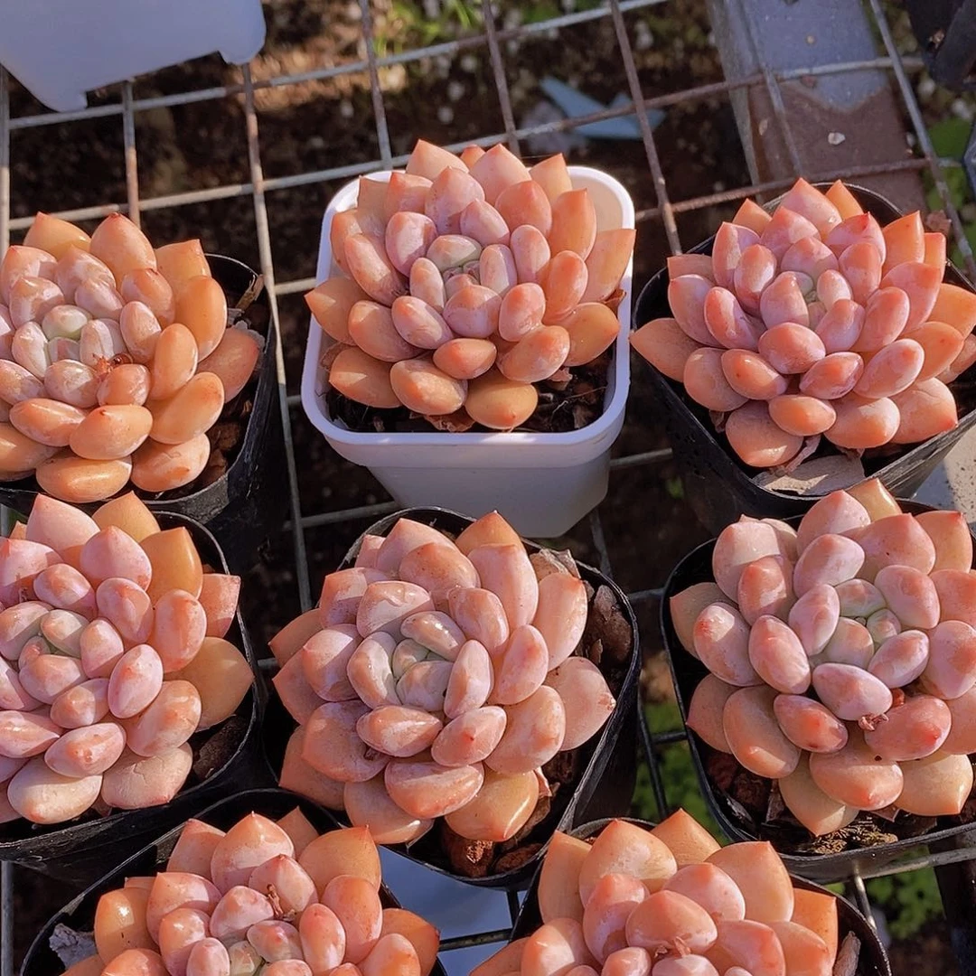 23- 小粉半夏单头一颗量拍