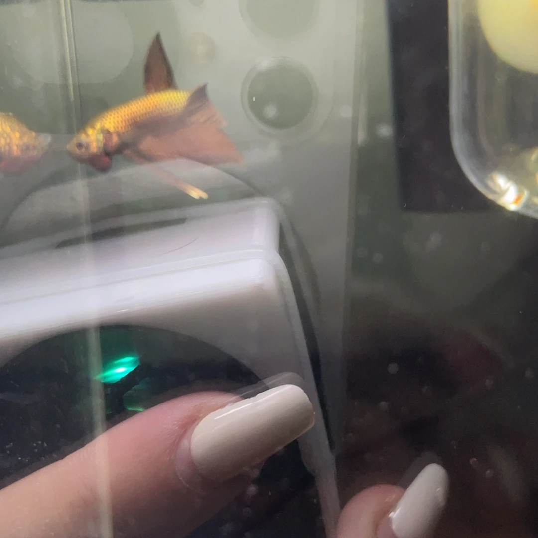 斗鱼36号原斗古铜