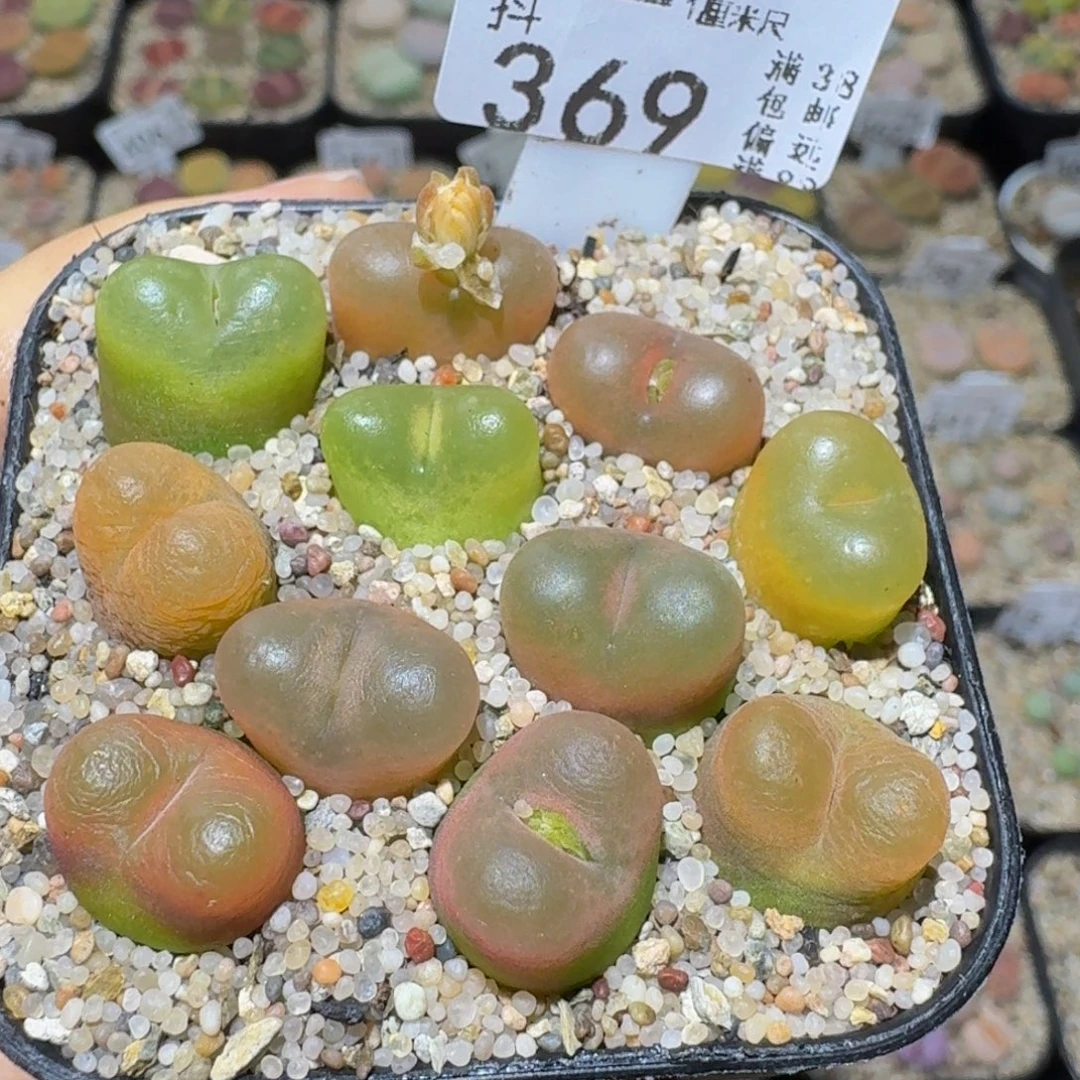 Ssss精品生石花369