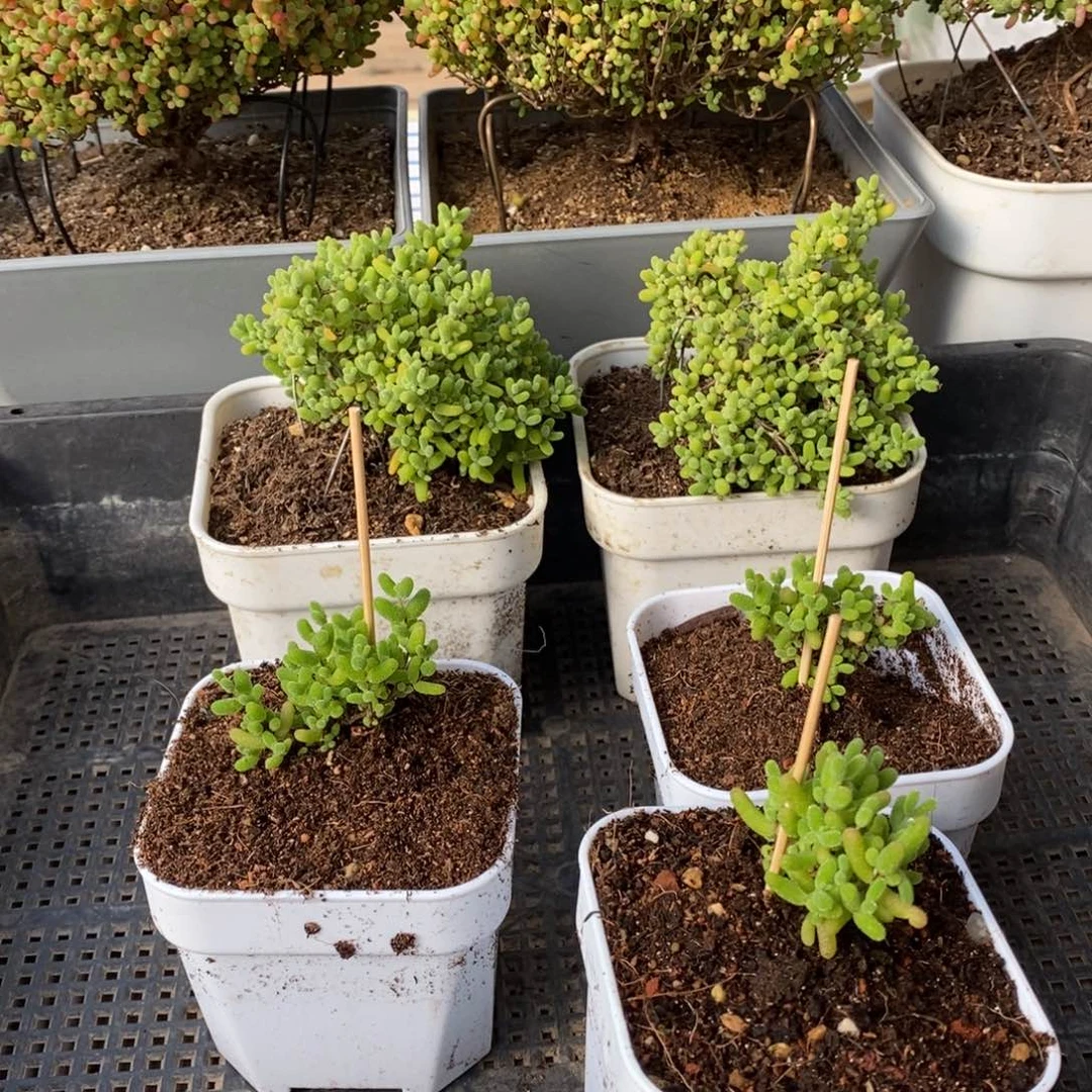 枝干番杏蜜桔糖球320福利