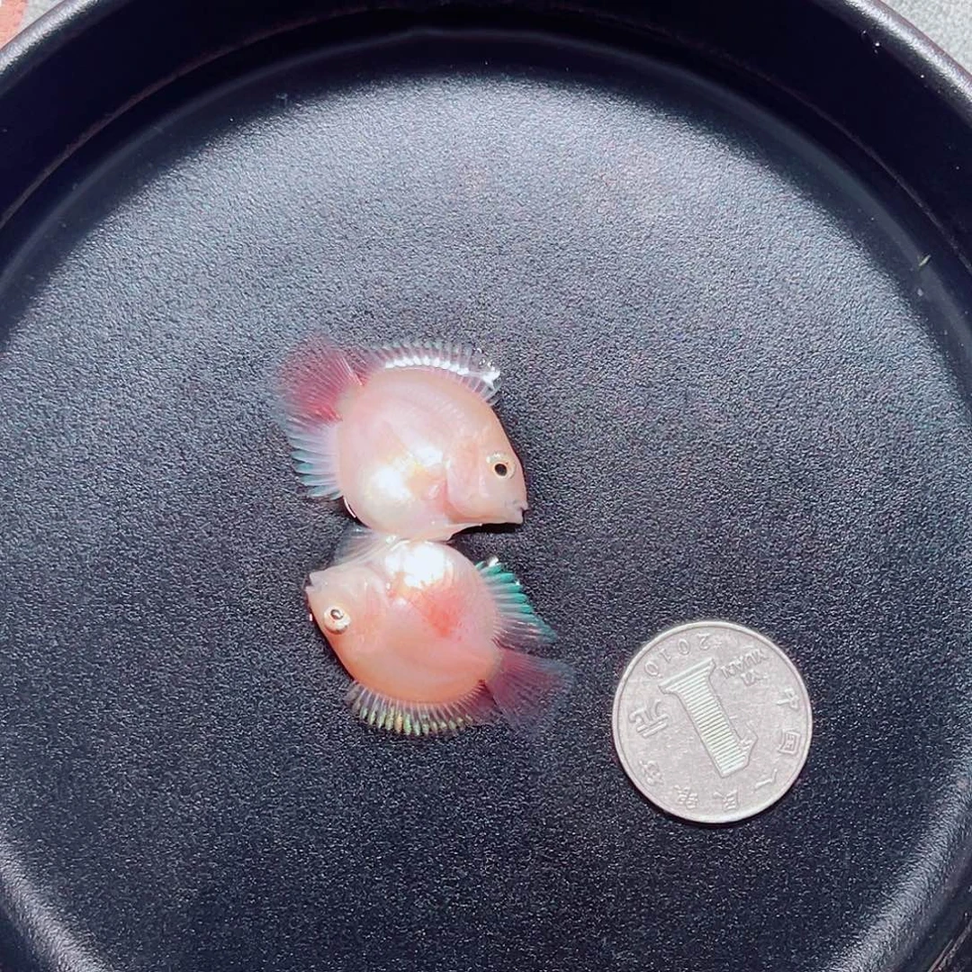 罗汉鱼迷你鹦鹉桃心胭脂粉一对