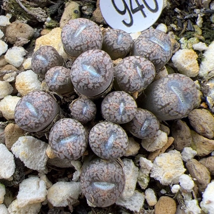 940号这颗多肉有点好看