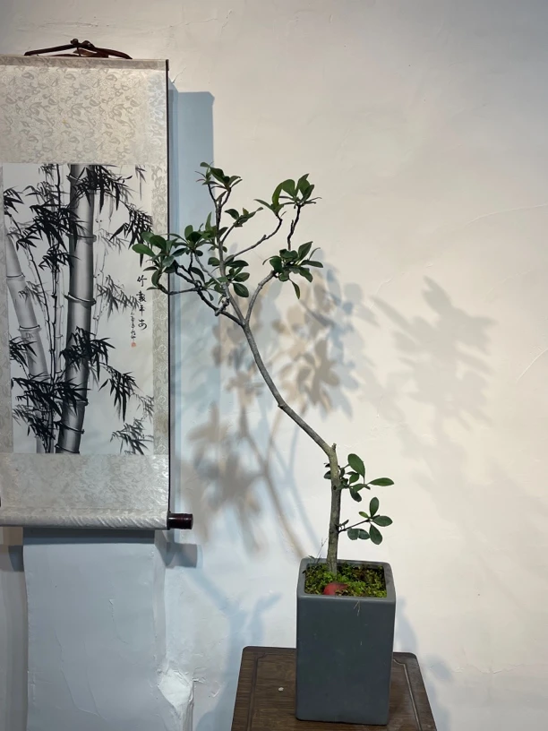 海岛高端盆景。一物一拍以直播间为准