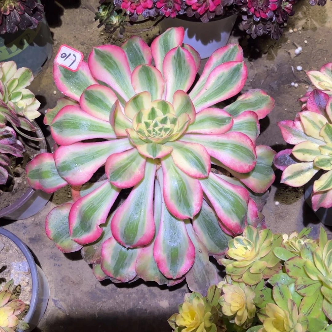 017多肉植物爱丽丝两圈侧芽