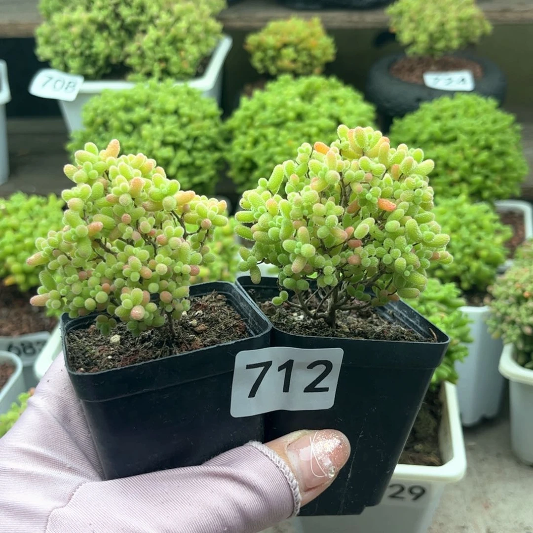 无花朵712蜜桔可爱多肉