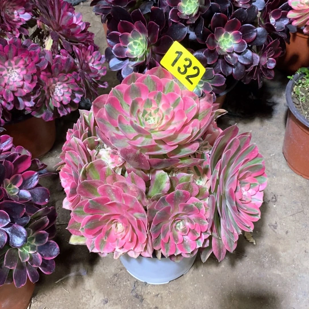 粉女巫多肉法师132