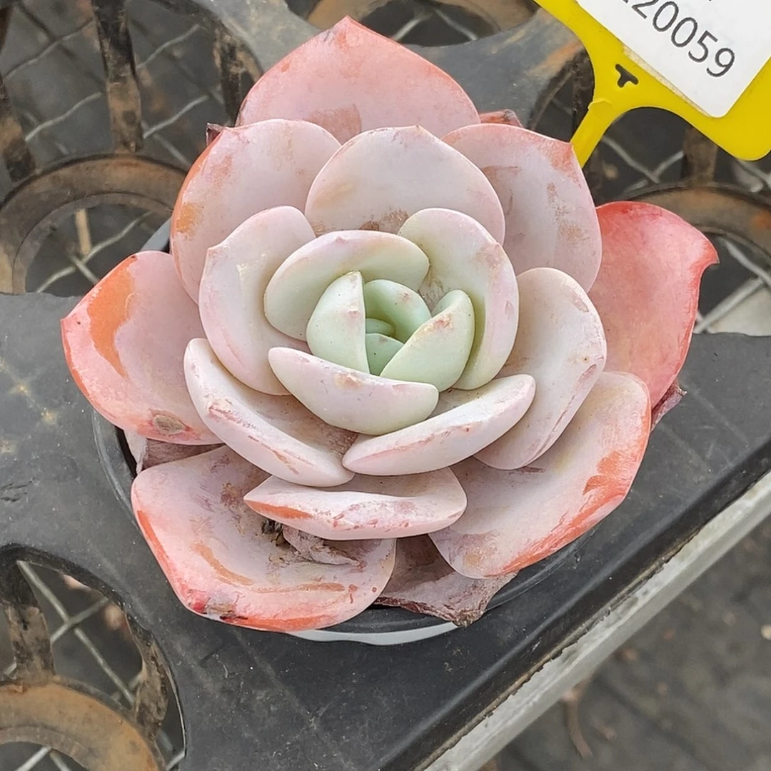 1120059奶茶，多肉植物