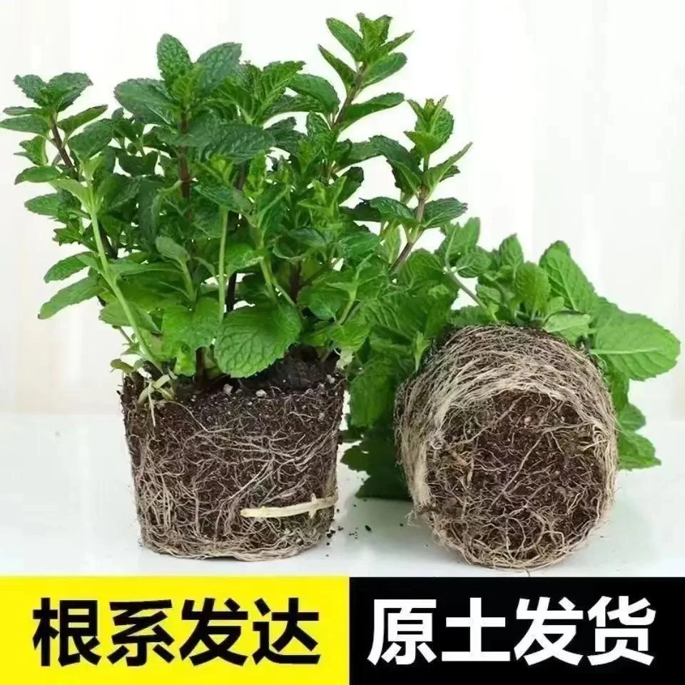 薄荷盆栽可食用薄荷苗柠檬香可吃室外阳台庭院驱蚊薄荷种植薄荷苗
