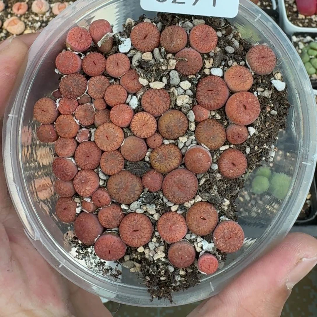 3291。红流水一盒