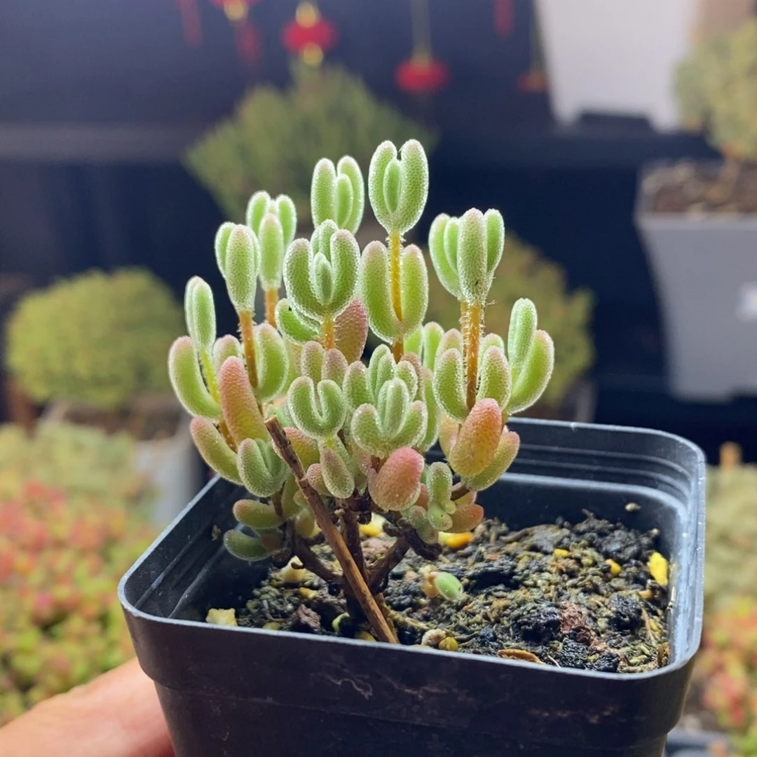 兔*156号实生红叶枝干多肉