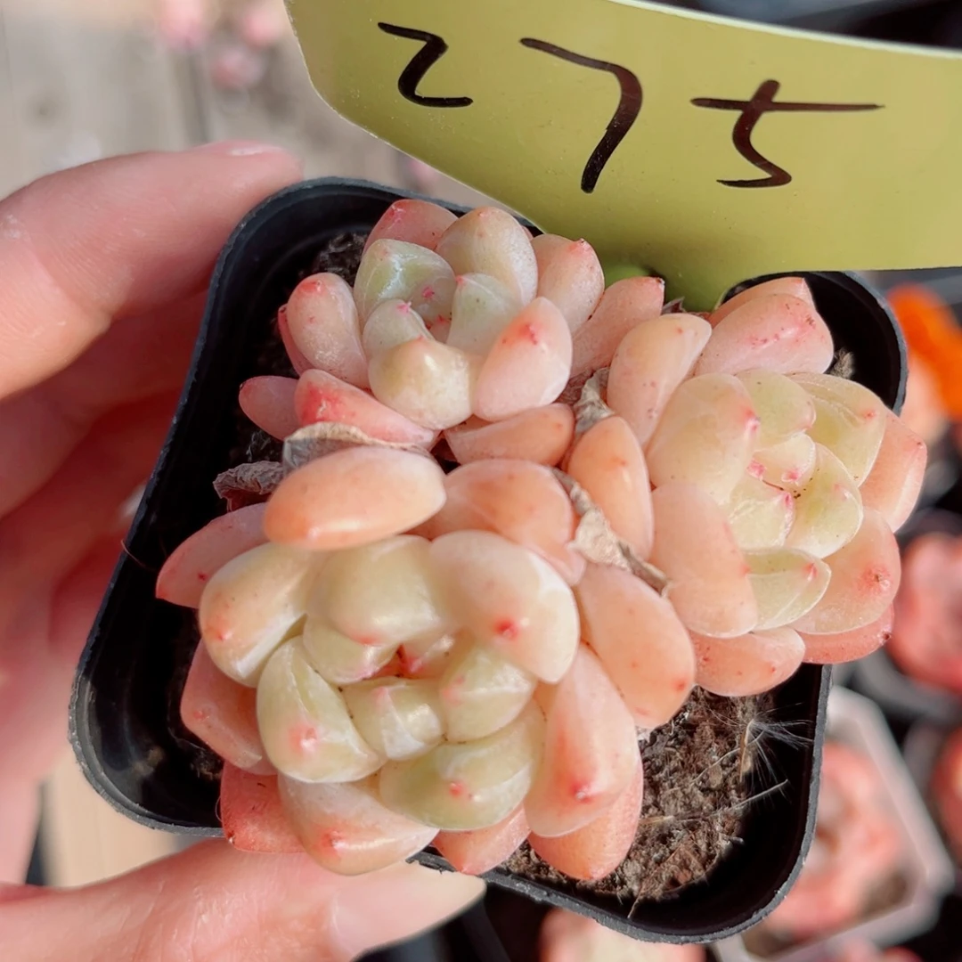 275号小老桩糖心群