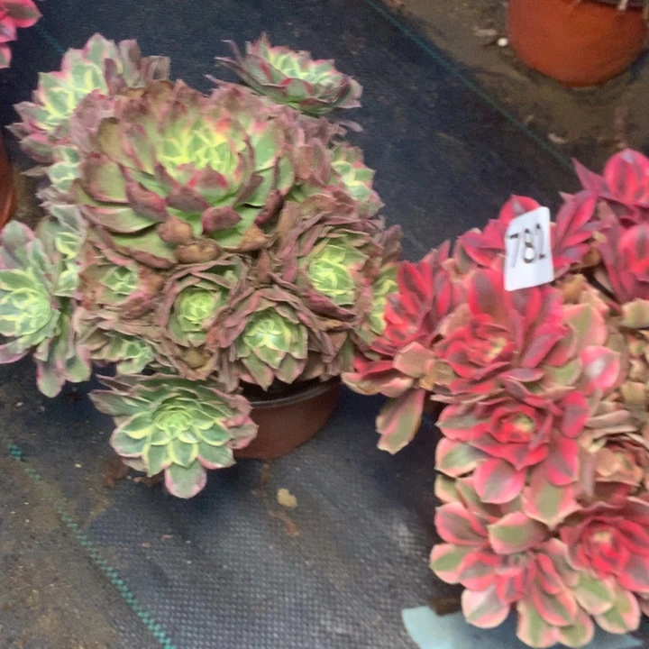 782特价无售后多肉植物