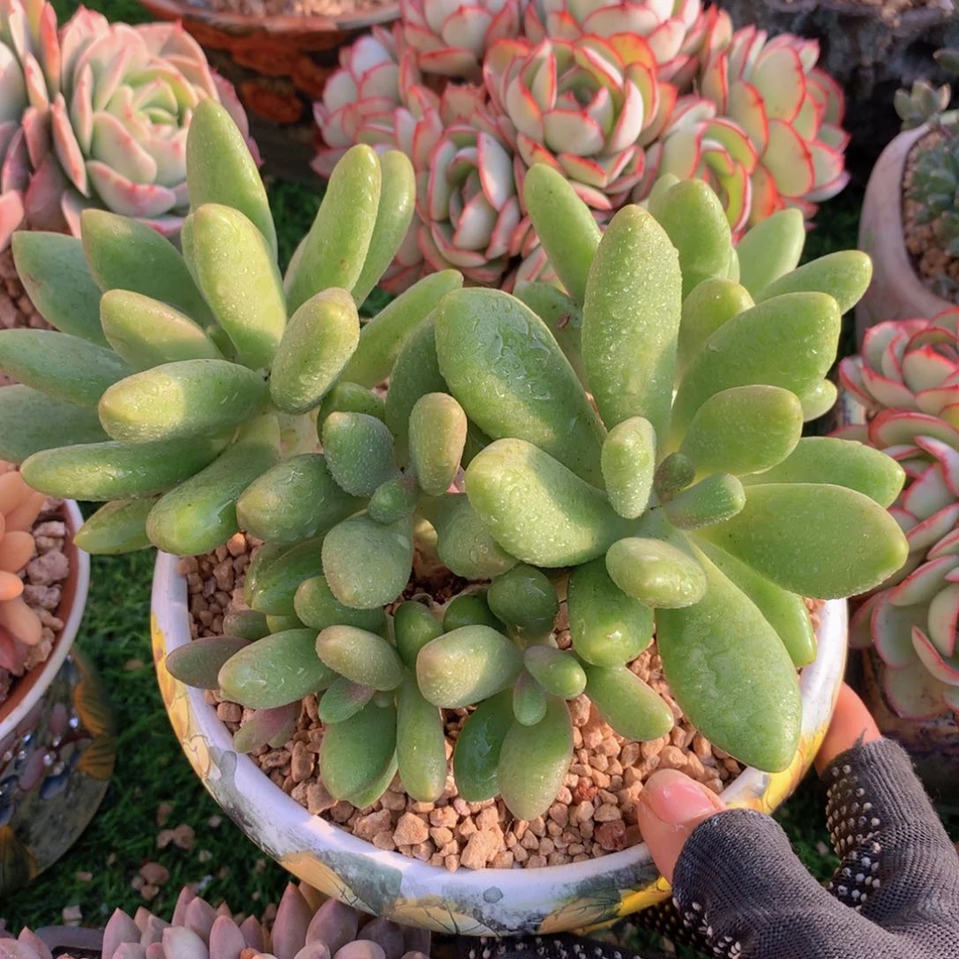 芒果奶16 公分一物一拍