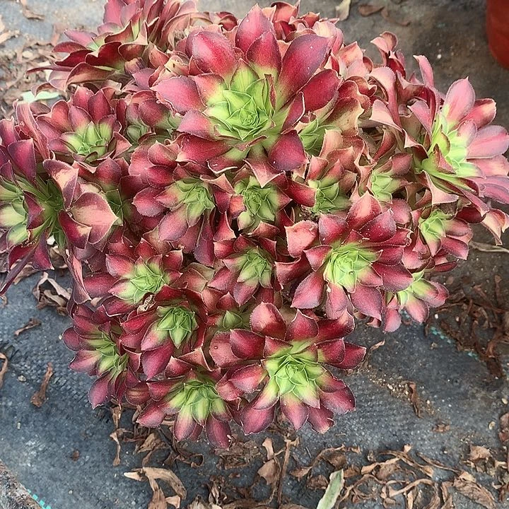 715韶华多肉植物