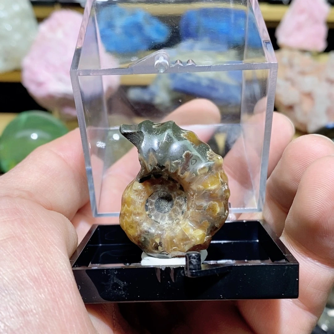 摆件摆件摆件摆件摆件