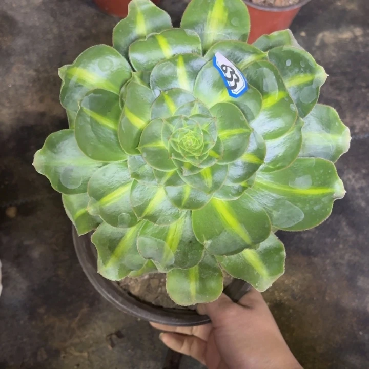 一物一拍多肉君美丽中班833