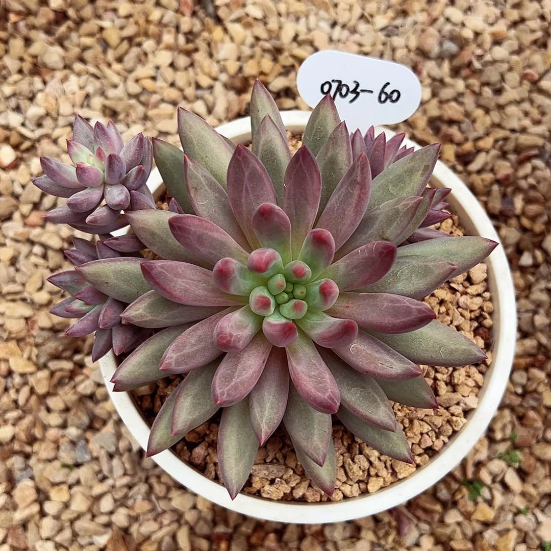 0703-60彩体羽毛虞