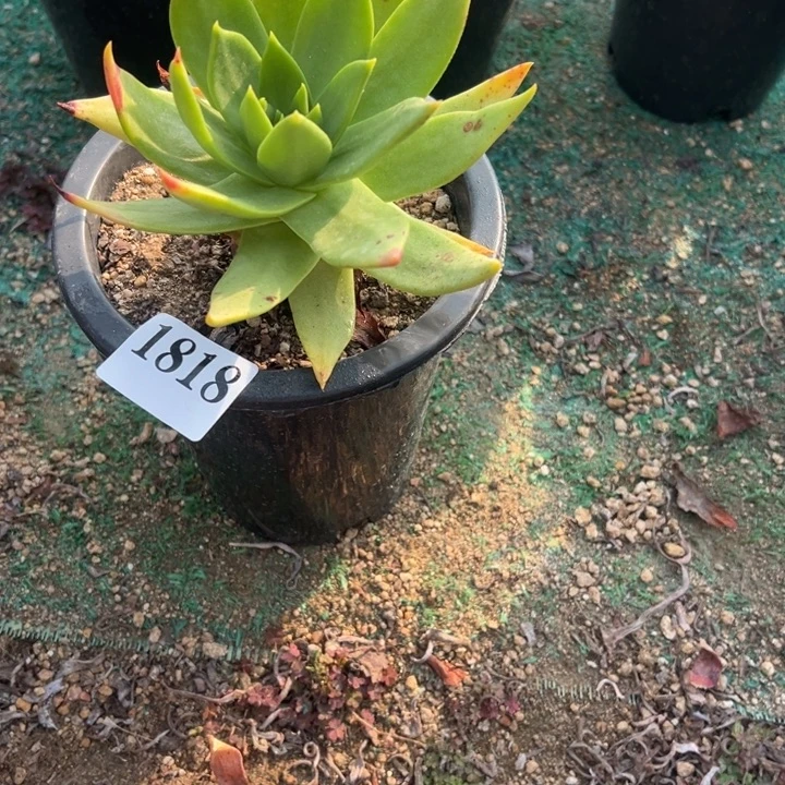 818号坎戴山东多肉植物
