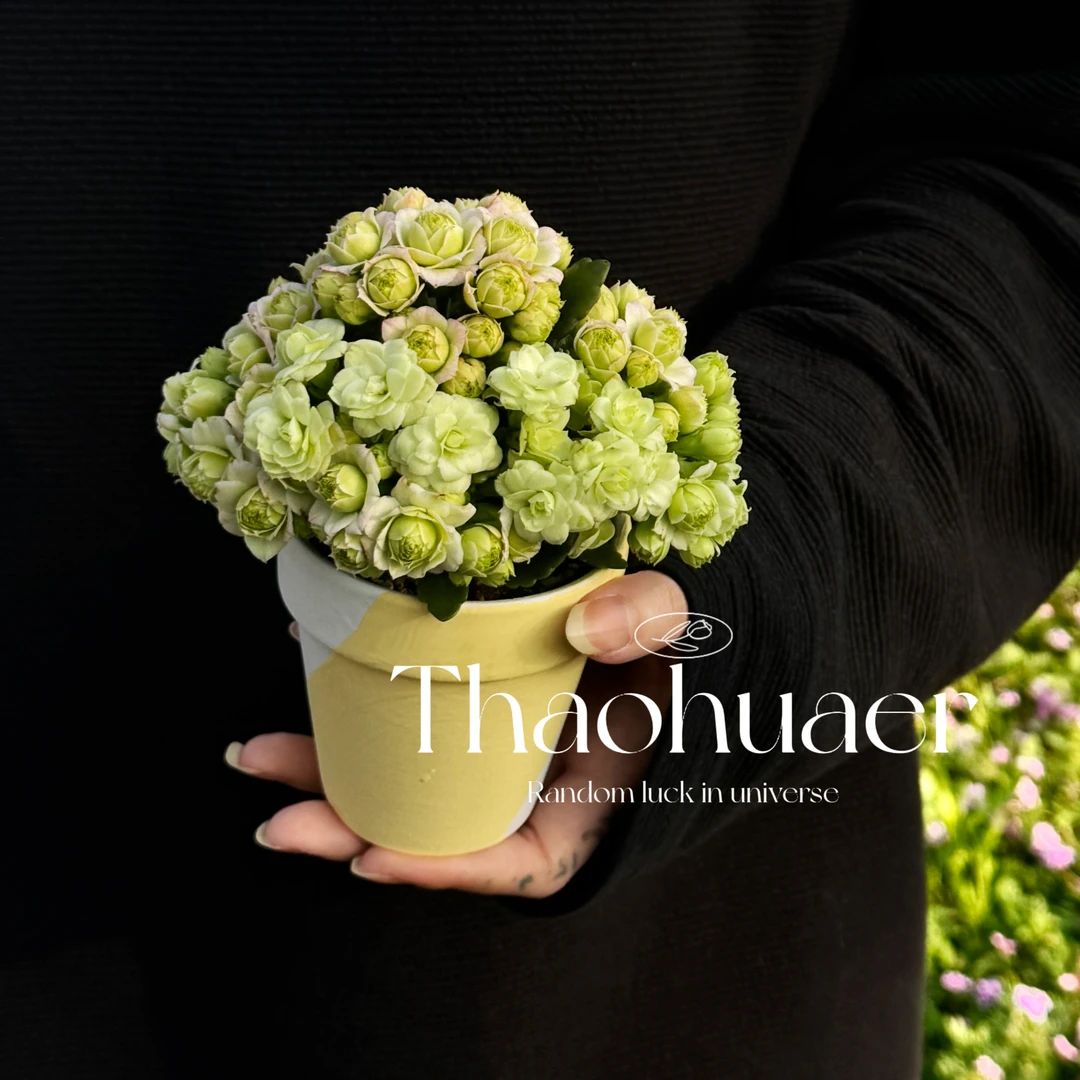 绿巴黎长寿花组合小盆栽单瓣带花苞花卉植物室内四季开花好养