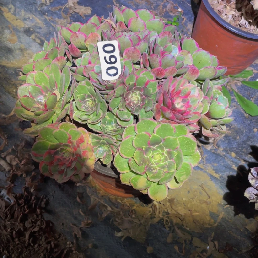 060粉花妖多肉植物