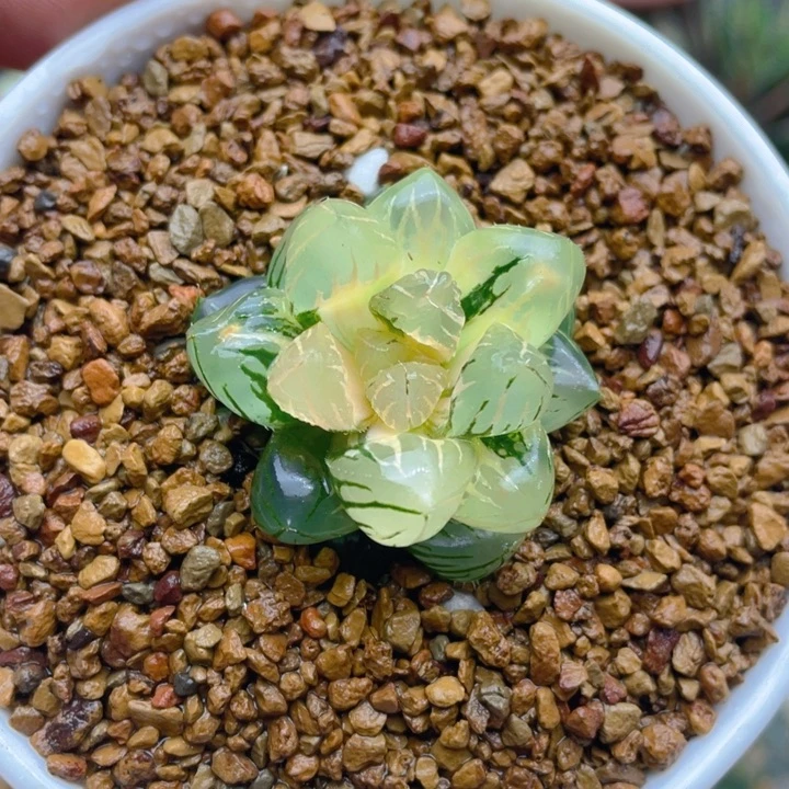 水中月玉露锦十二卷多肉