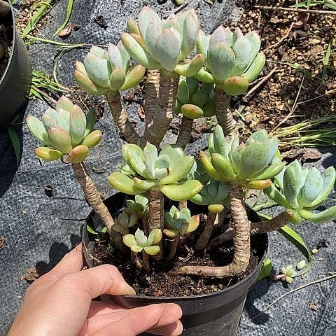 我***～G63多肉植物老桩