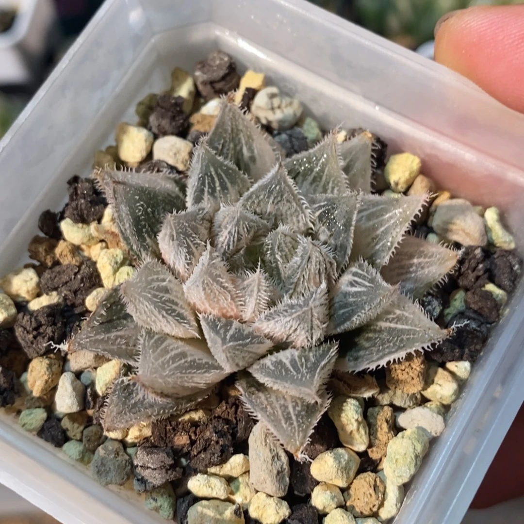 一颗实生银绘卷锦
