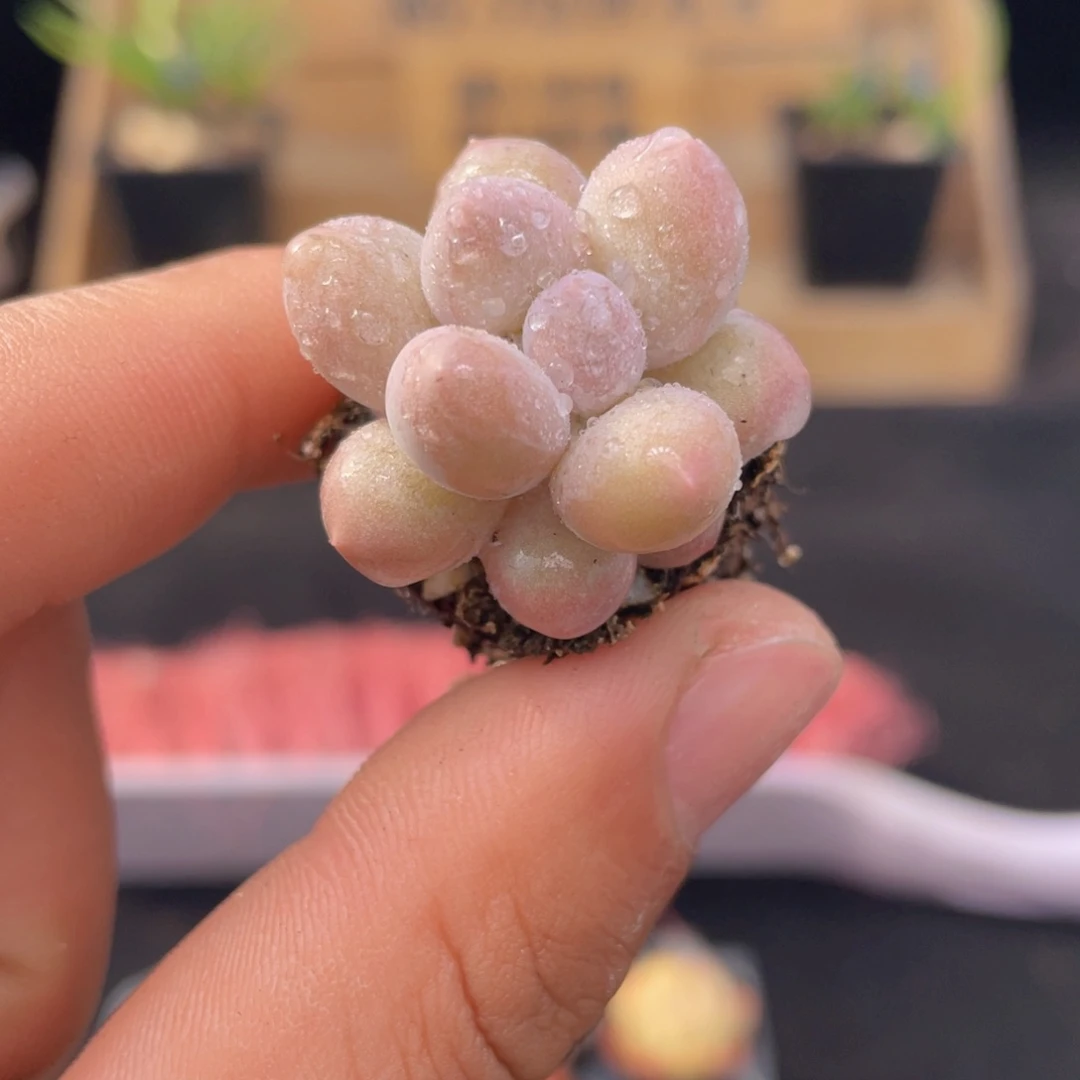 汤圆多肉9.9包邮发货