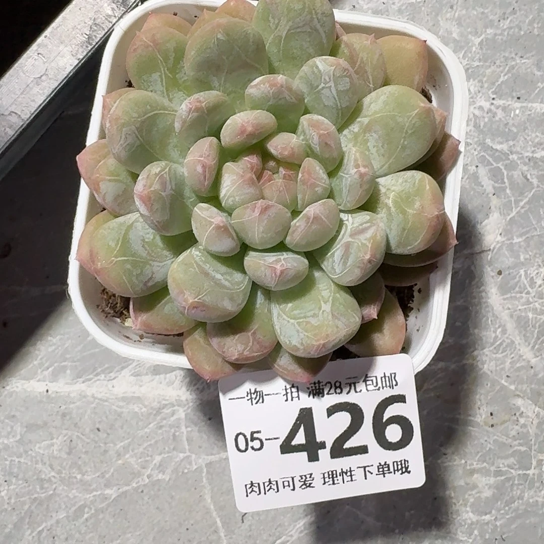 百达翡翠无盆土发货无盆